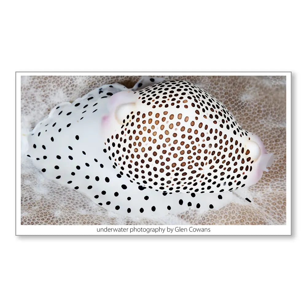 Cowrie Teardrop Earrings - Stainless Steel Hooks