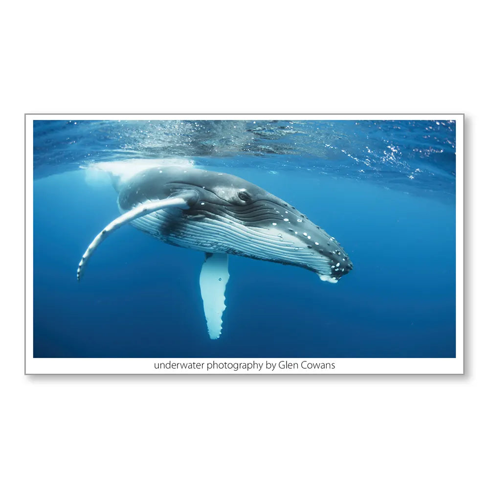 Humpback Mini Print