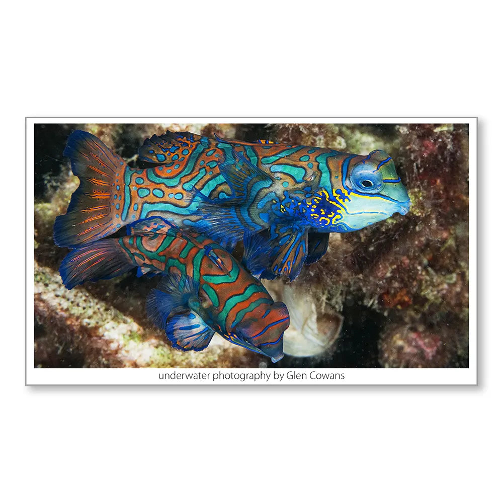 Mandarins II Mini Print