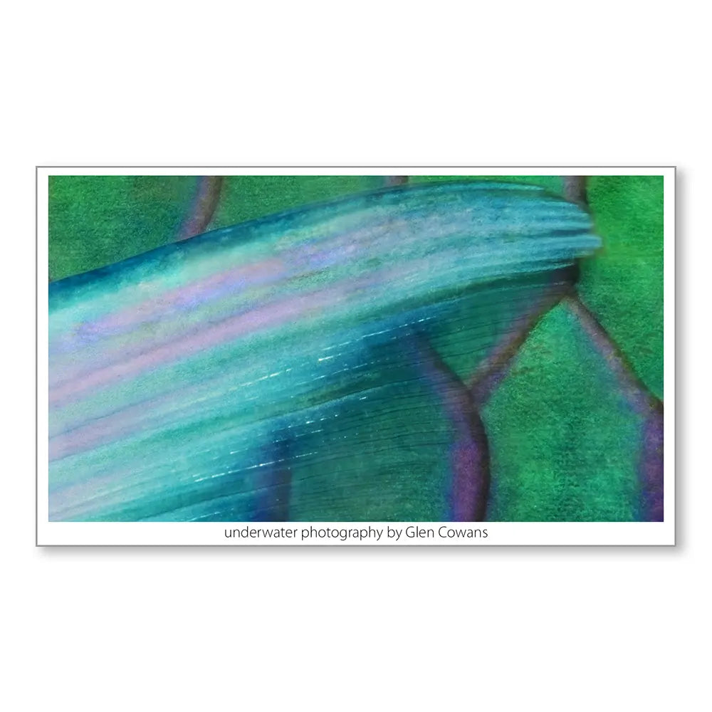 Parrotfish I Mini Print
