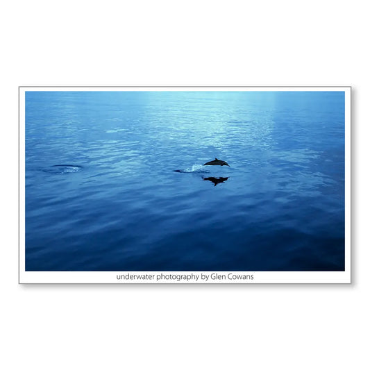 Delphinus Mini Print